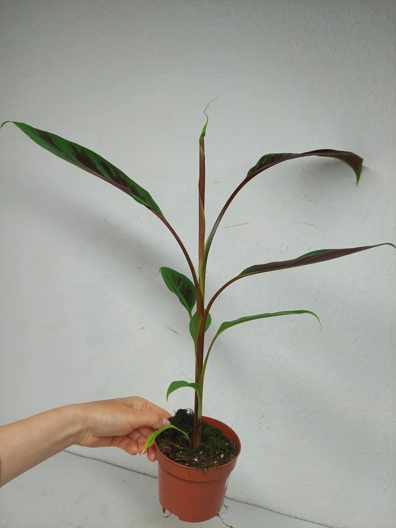Musa Acuminata Zebrina