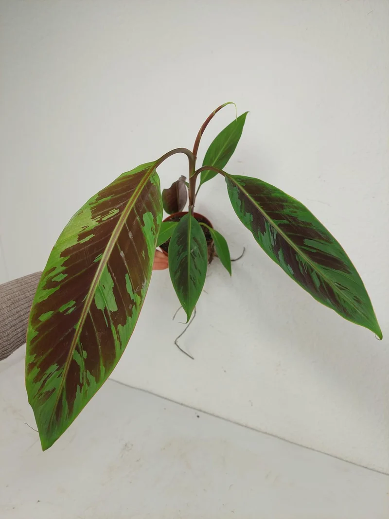 Musa Acuminata Zebrina