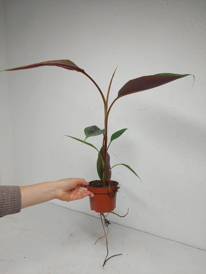 Musa Acuminata Zebrina