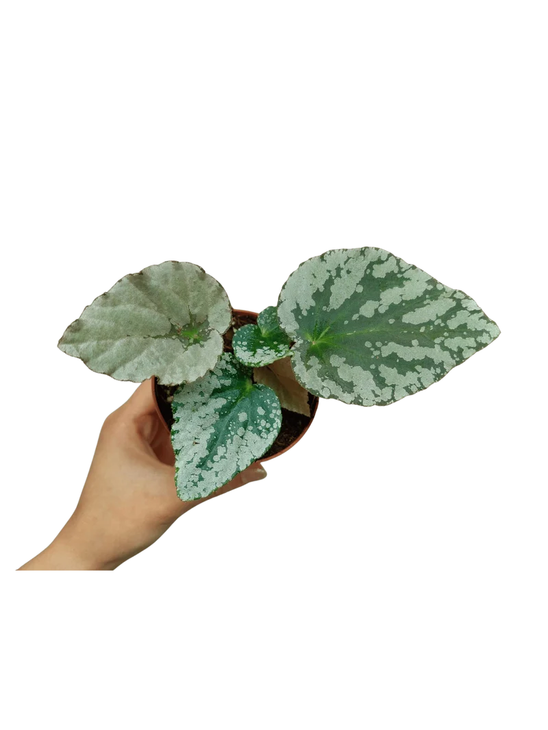 Begonia Grey Earl