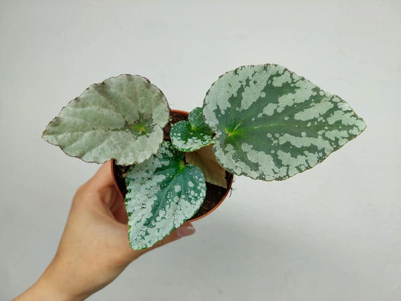 Begonia Grey Earl