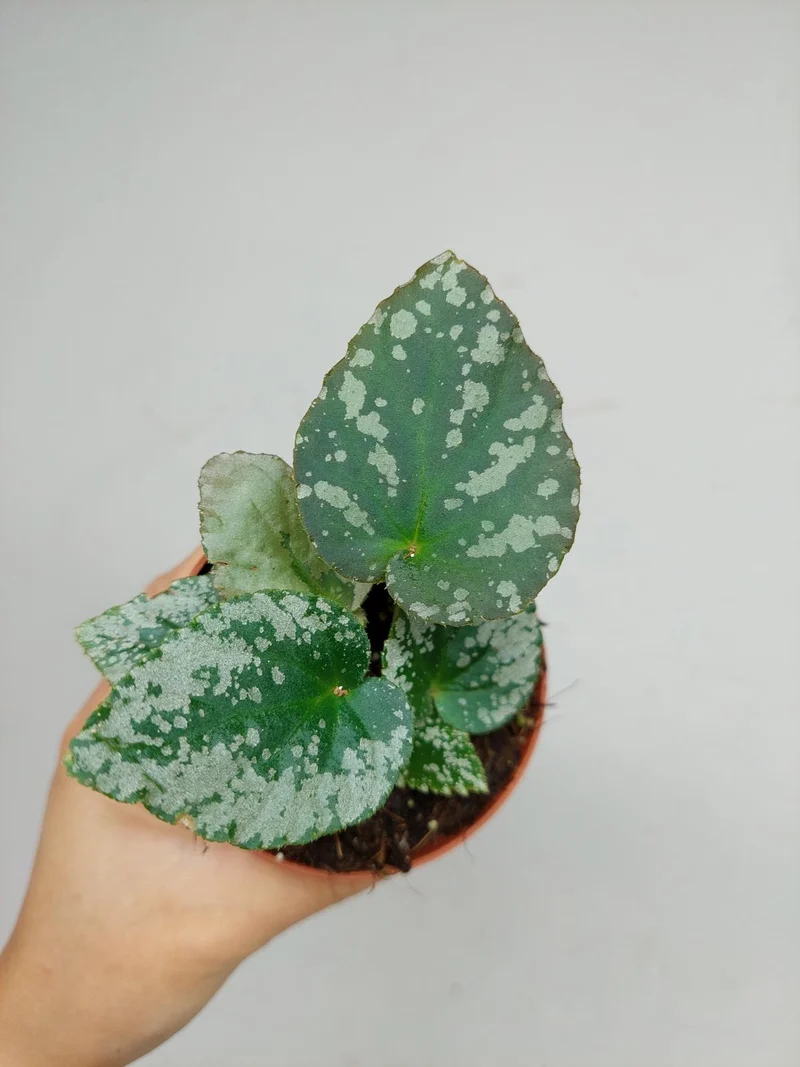 Begonia Grey Earl
