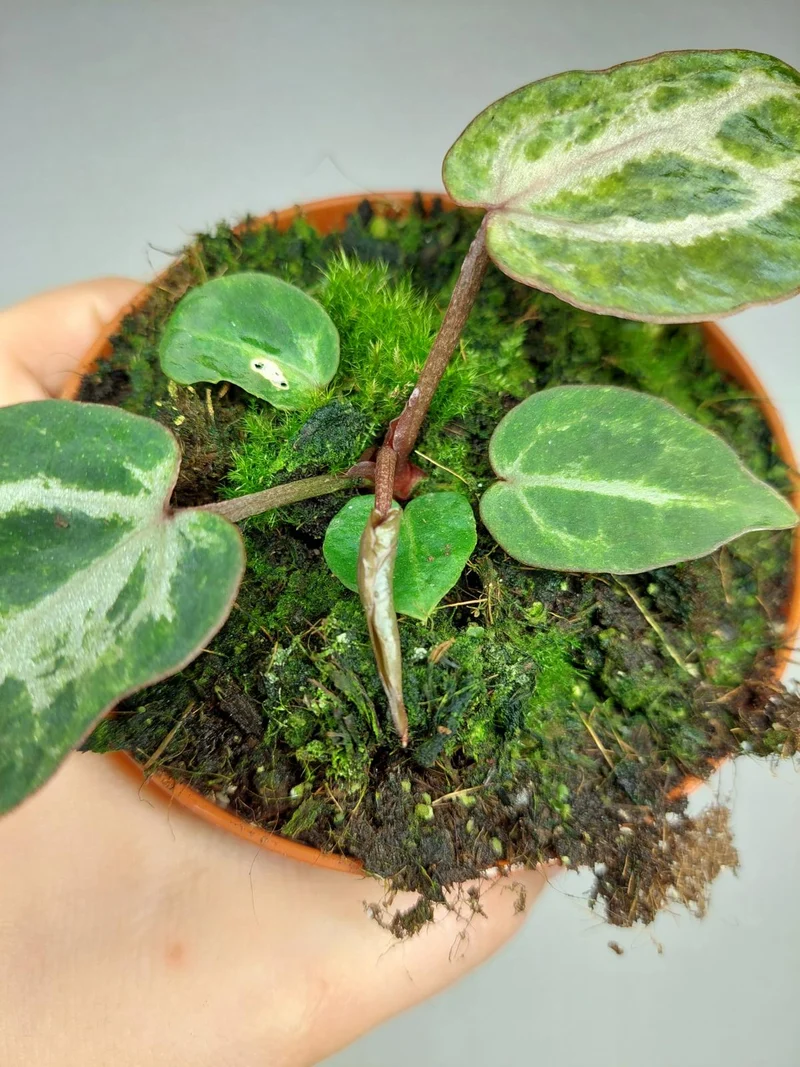Anthurium Red Crystallinum Variegata