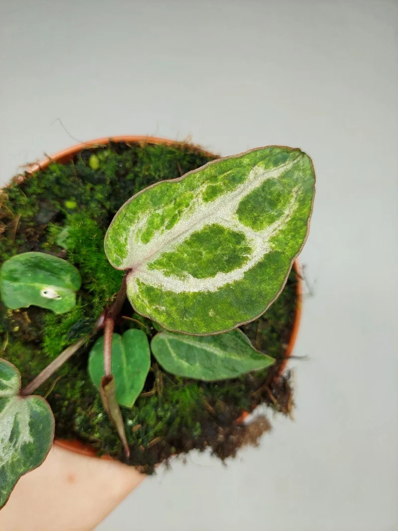 Anthurium Red Crystallinum Variegata