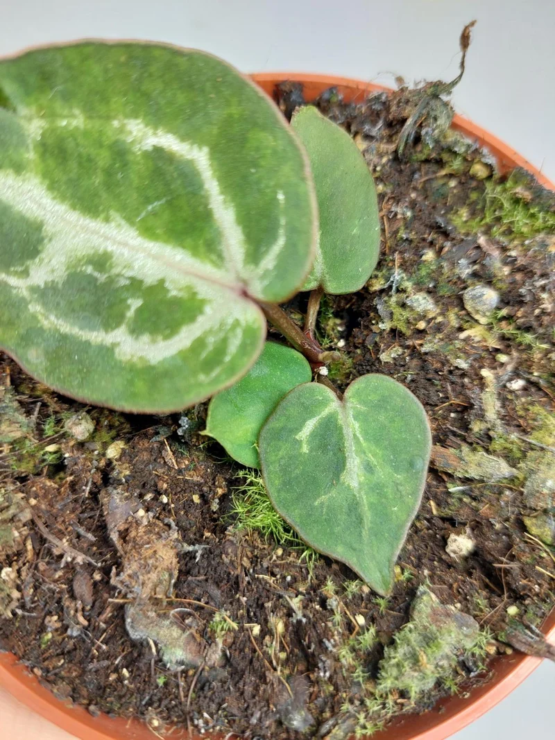 Anthurium Red Crystallinum Variegata