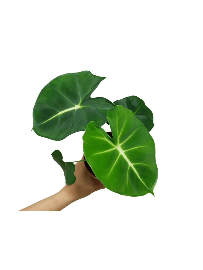 Alocasia Frydek Round