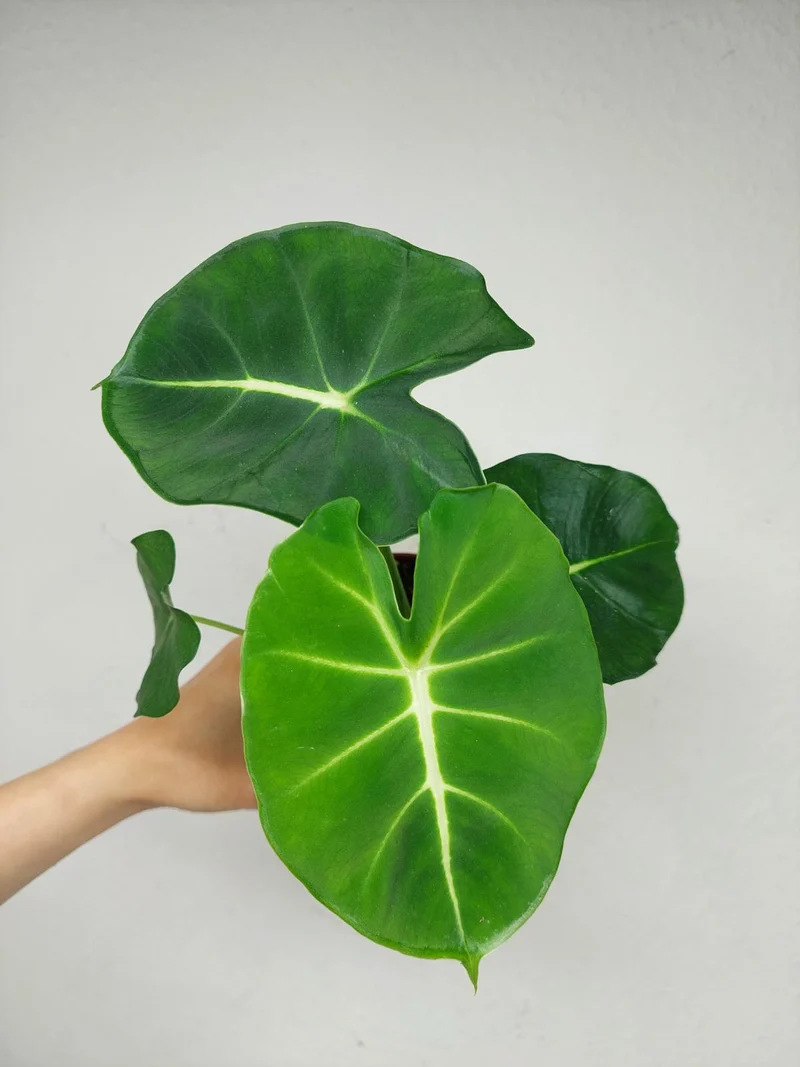 Alocasia Frydek Round