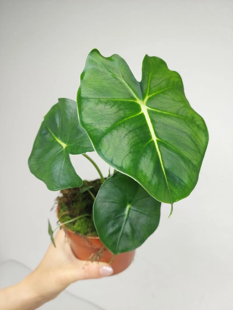 Alocasia Frydek Round