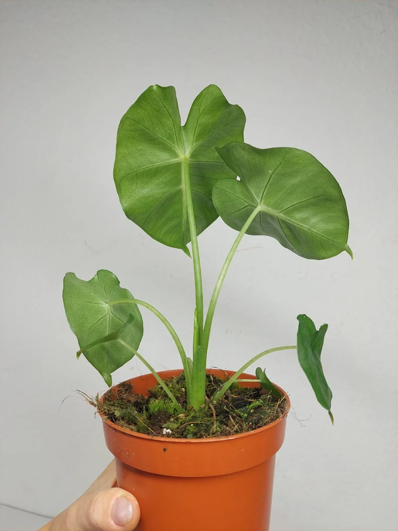 Alocasia Frydek Round