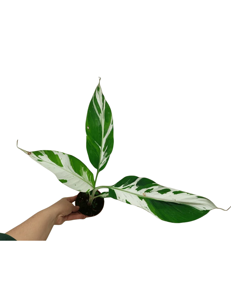 Musa Aeae Kuikawa