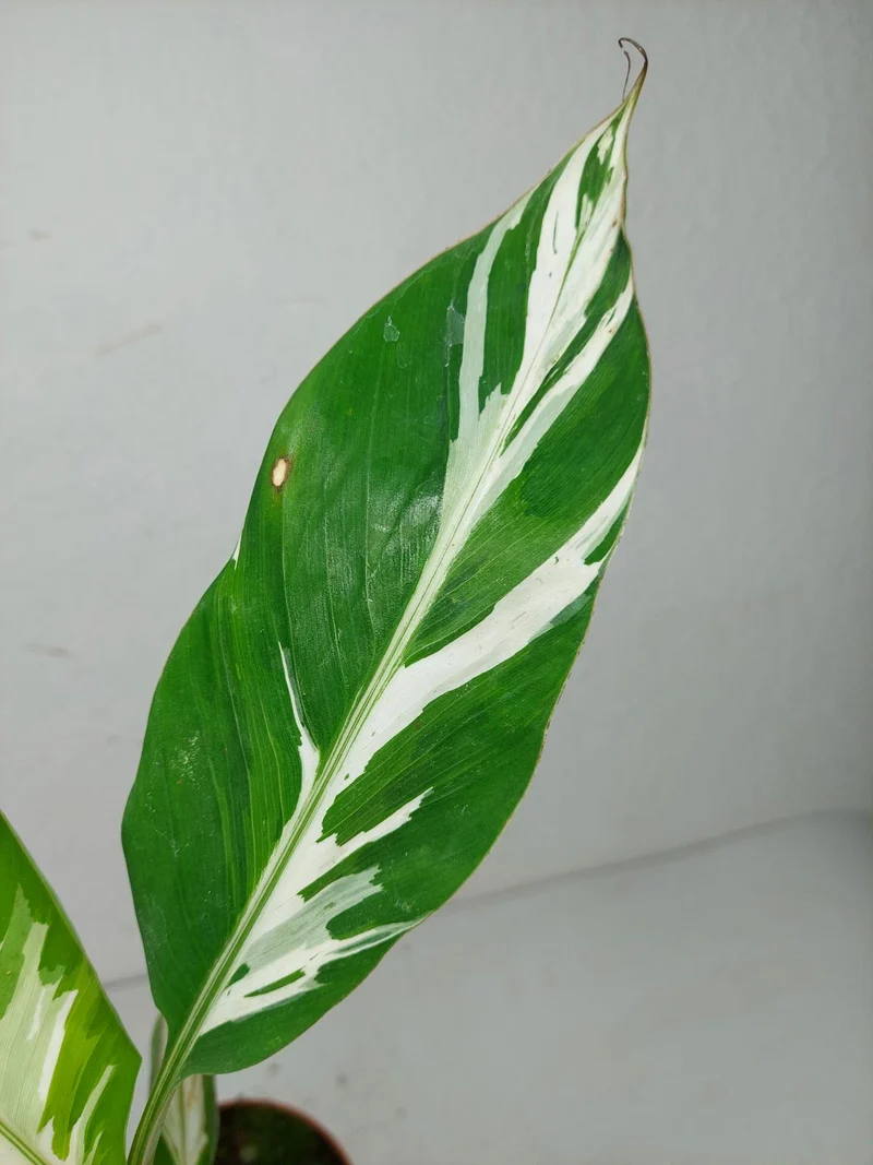 Musa Aeae Kuikawa