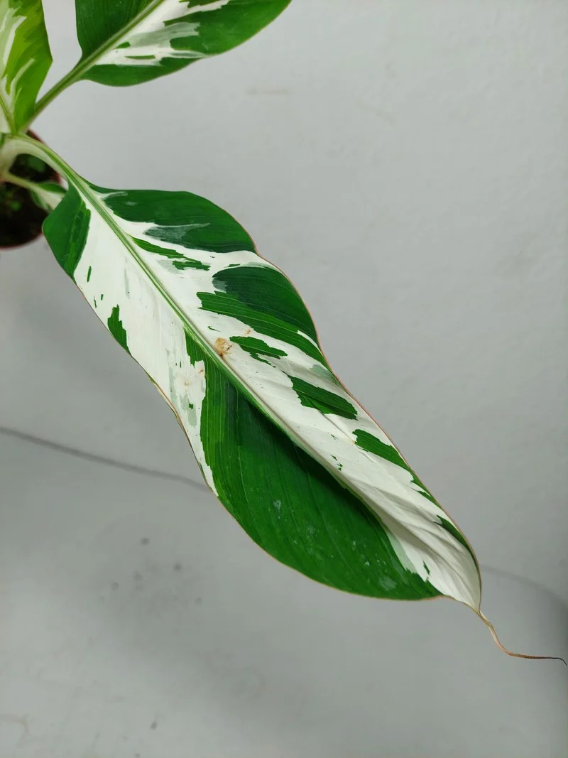 Musa Aeae Kuikawa