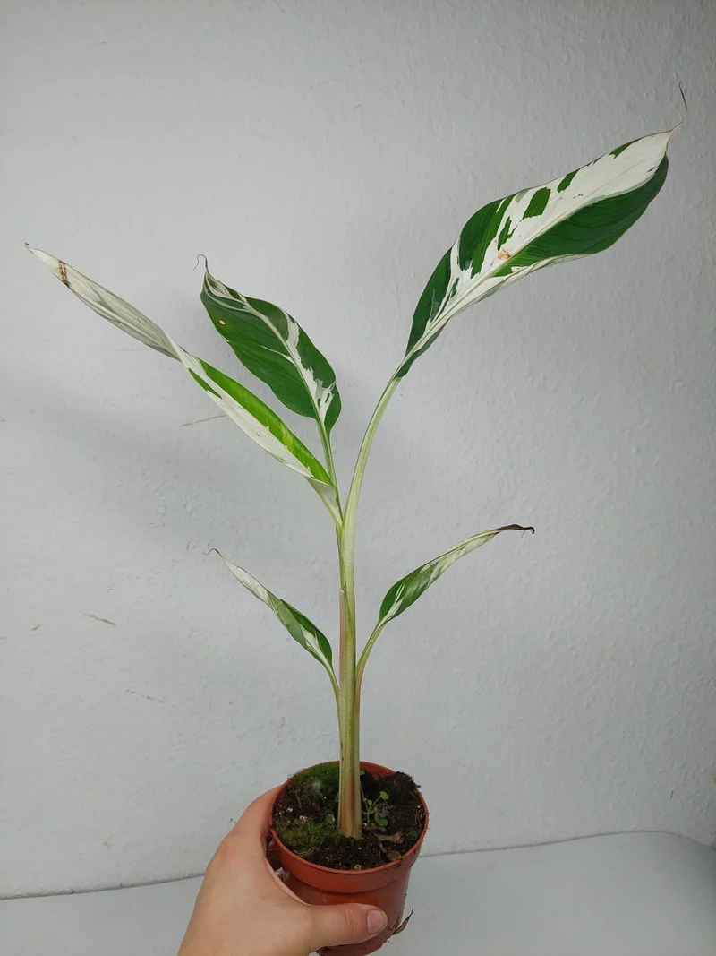 Musa Aeae Kuikawa