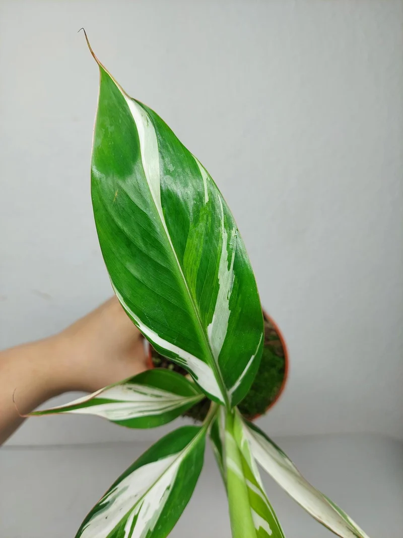 Musa Aeae Kuikawa