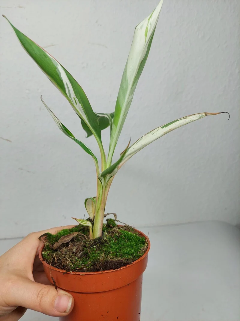 Musa Aeae Kuikawa