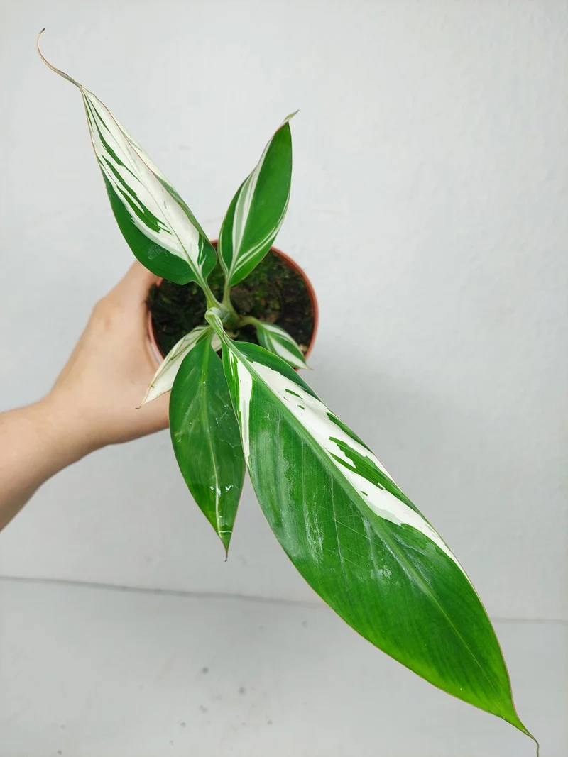Musa Aeae Kuikawa
