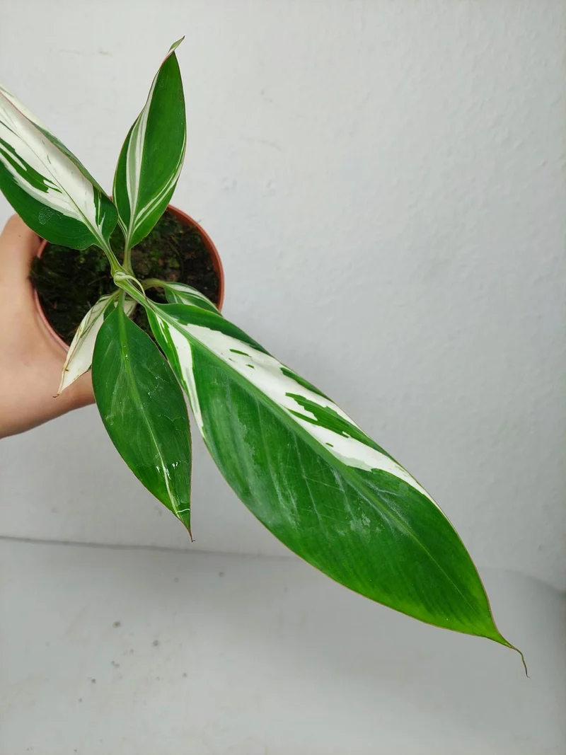 Musa Aeae Kuikawa