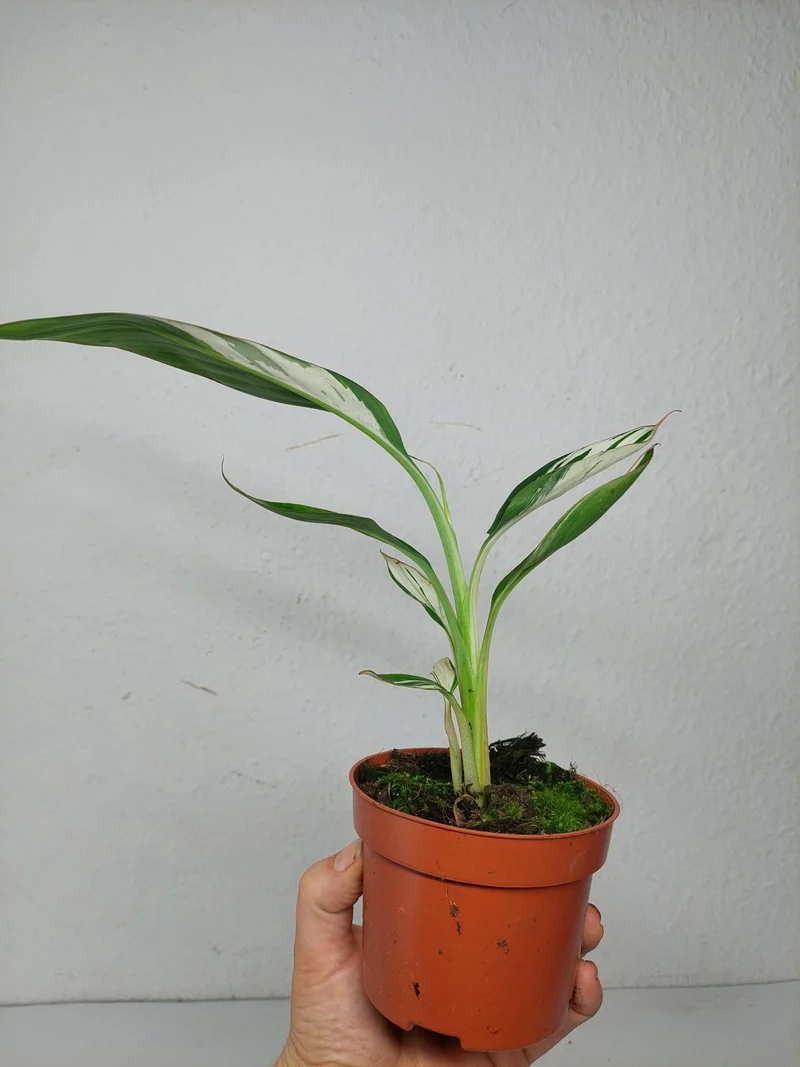 Musa Aeae Kuikawa