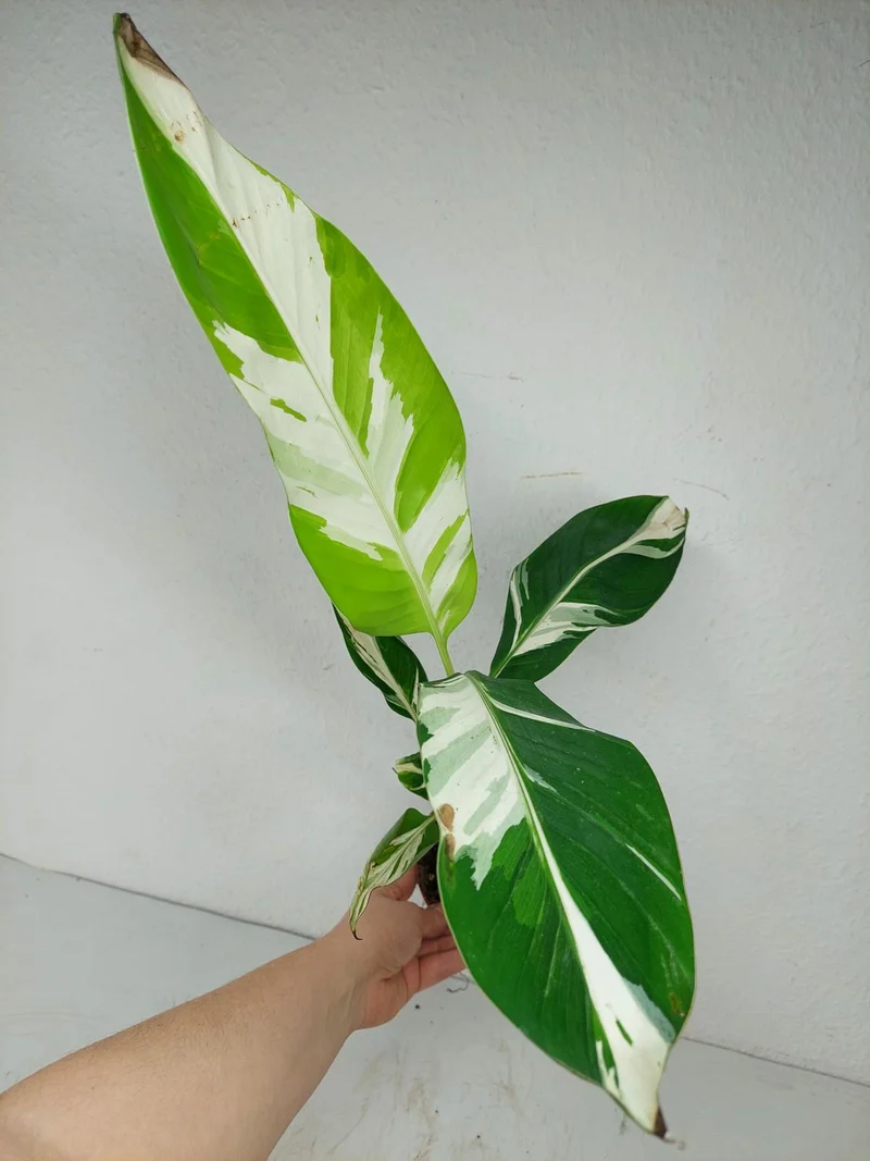 Musa Aeae Kuikawa