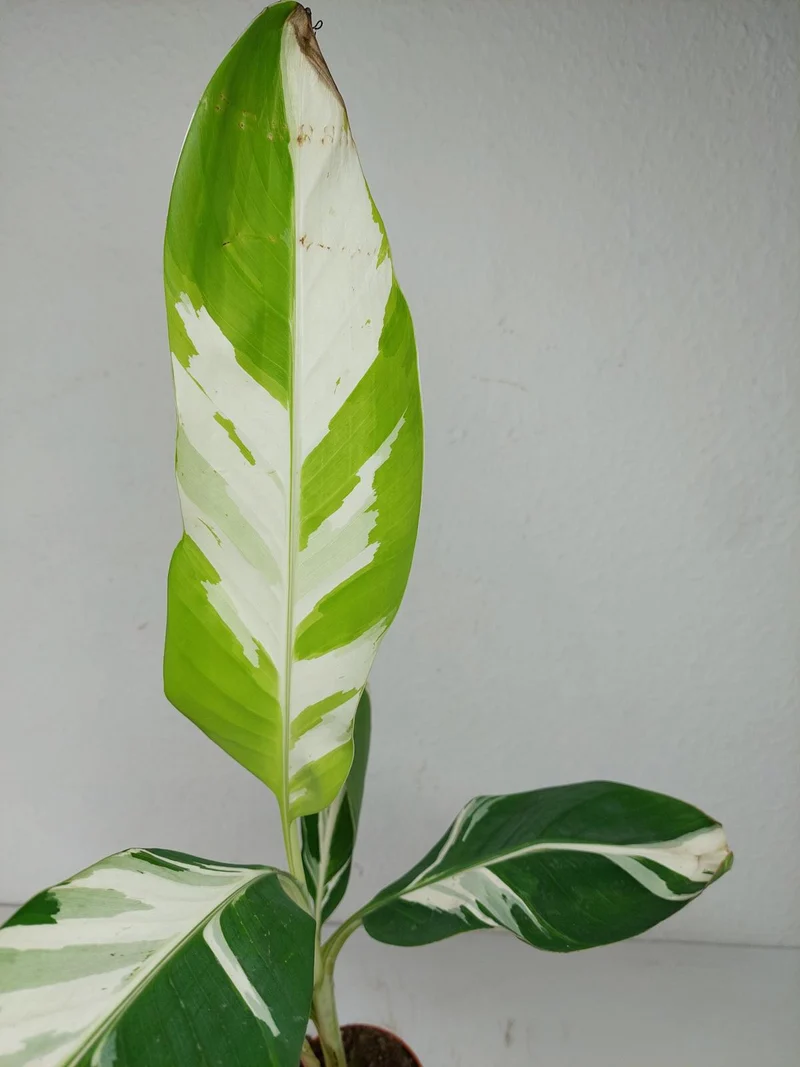 Musa Aeae Kuikawa