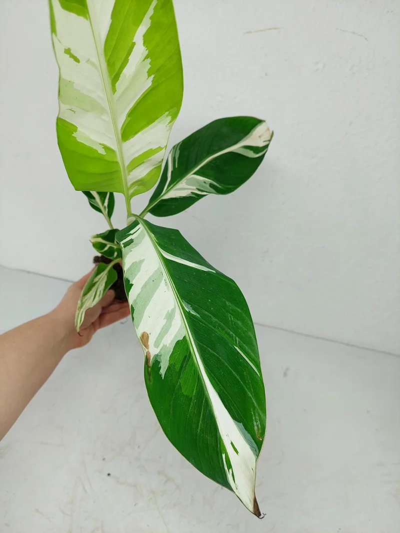 Musa Aeae Kuikawa