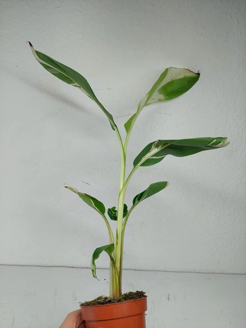 Musa Aeae Kuikawa