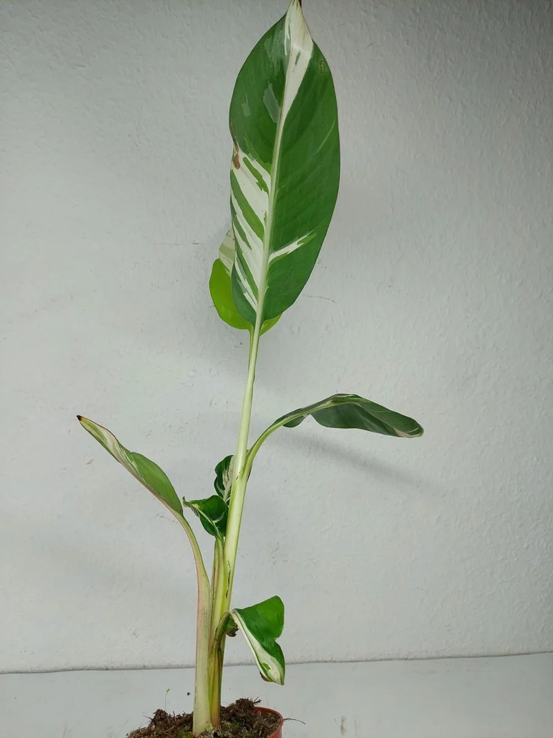 Musa Aeae Kuikawa
