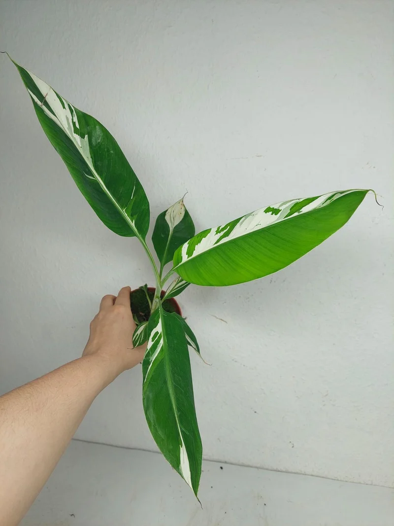 Musa Aeae Kuikawa