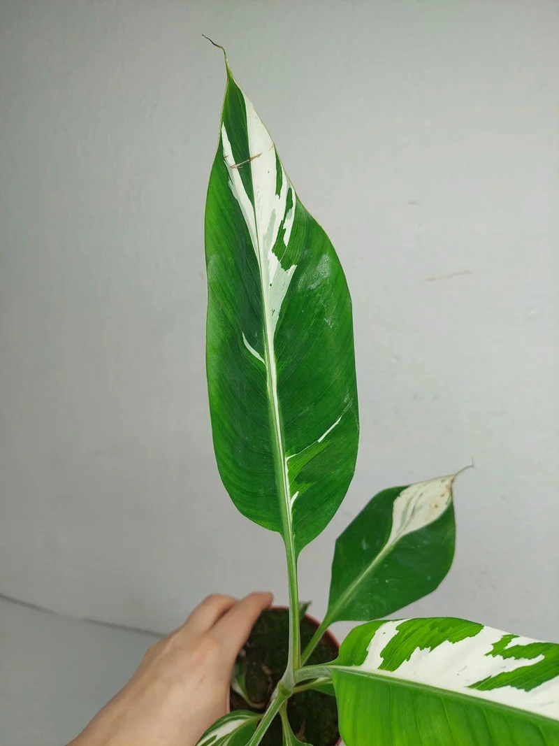 Musa Aeae Kuikawa