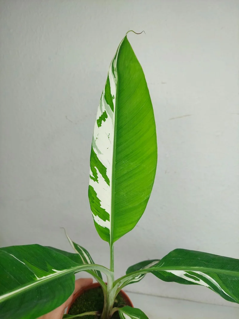Musa Aeae Kuikawa