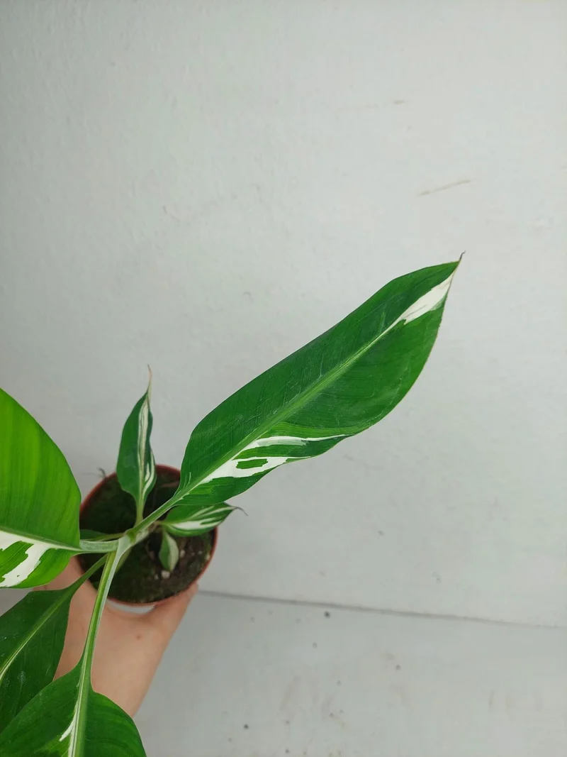 Musa Aeae Kuikawa