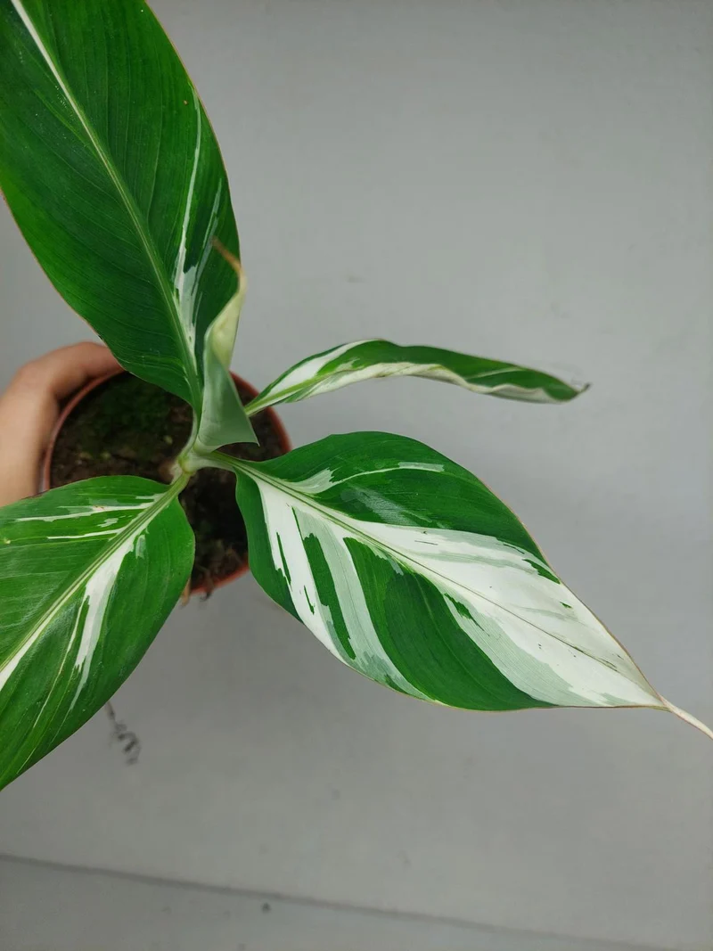 Musa Aeae Kuikawa