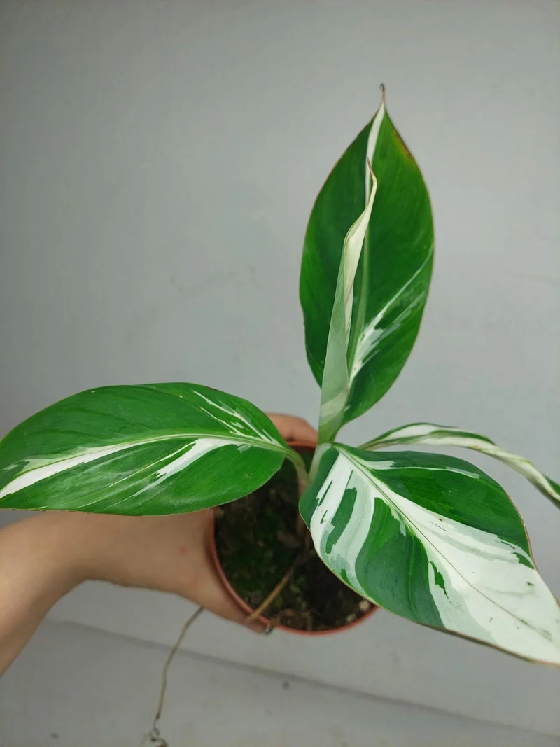 Musa Aeae Kuikawa