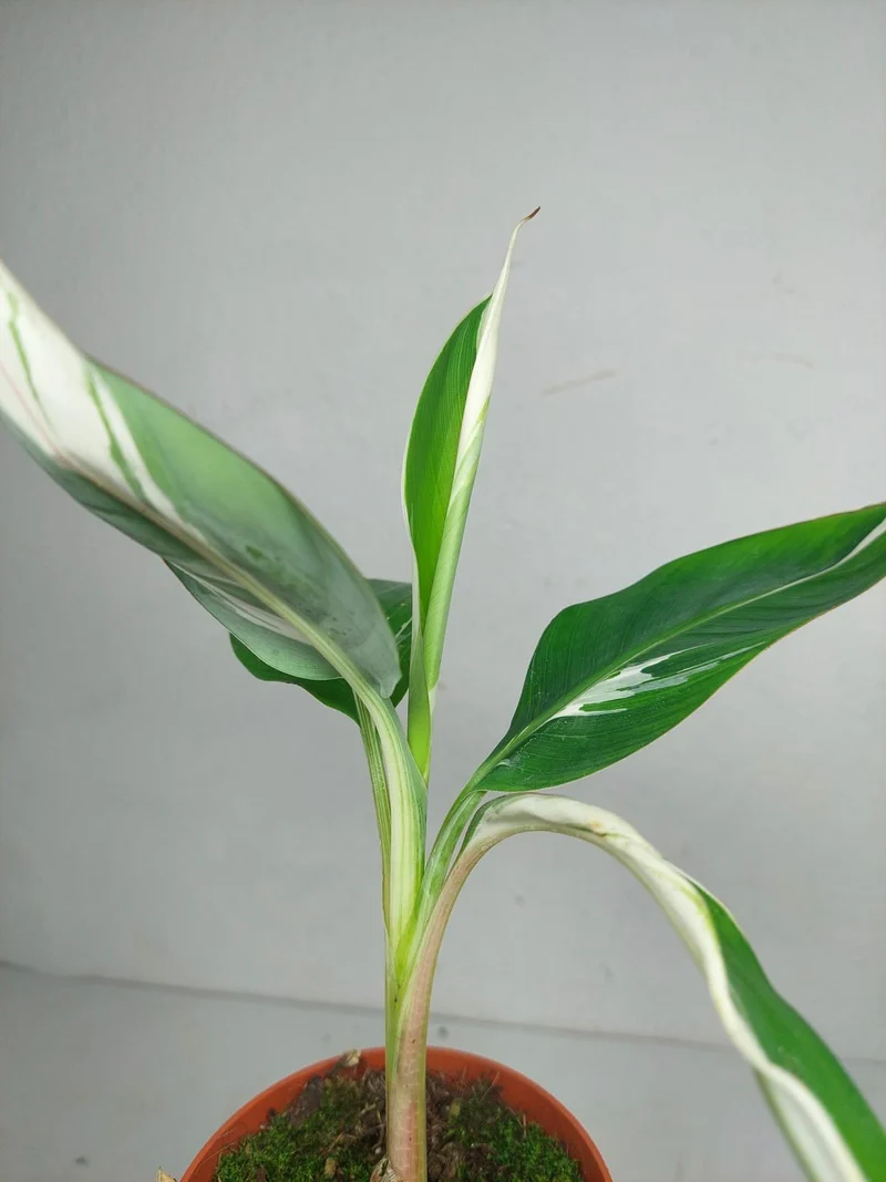 Musa Aeae Kuikawa