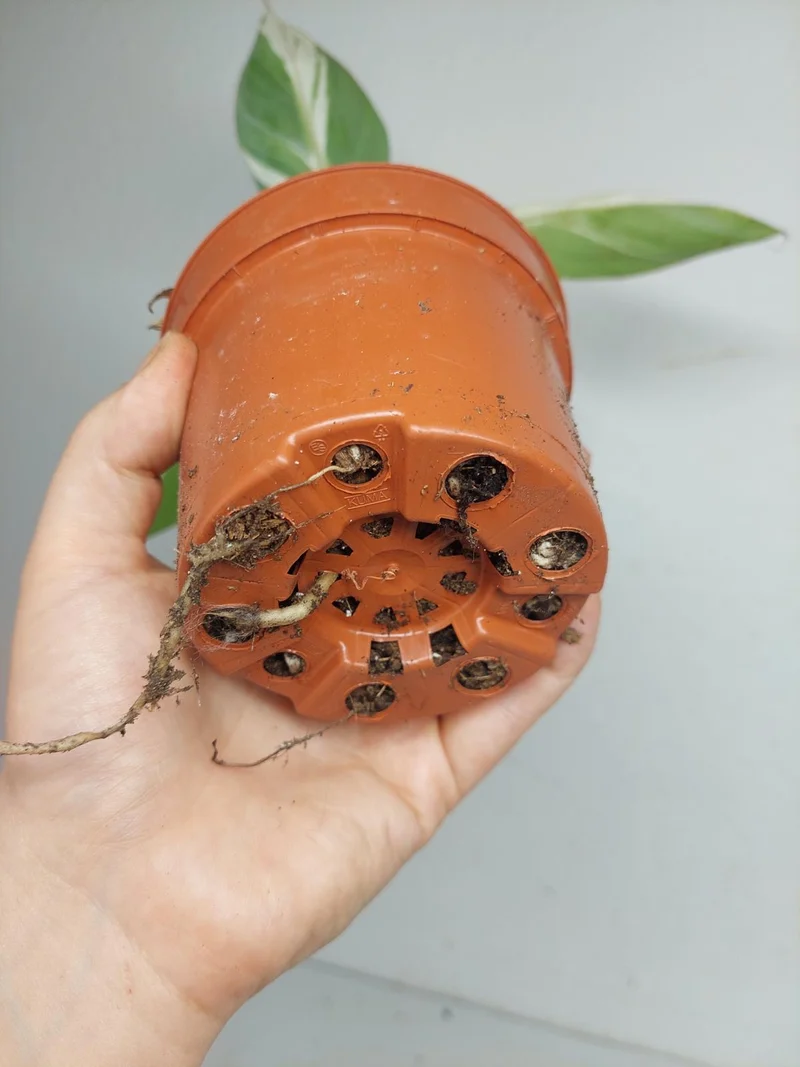 Musa Aeae Kuikawa