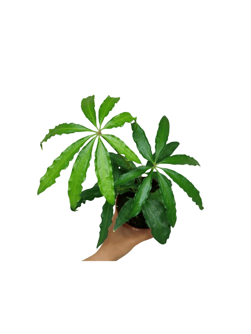 Anthurium Polyschistum