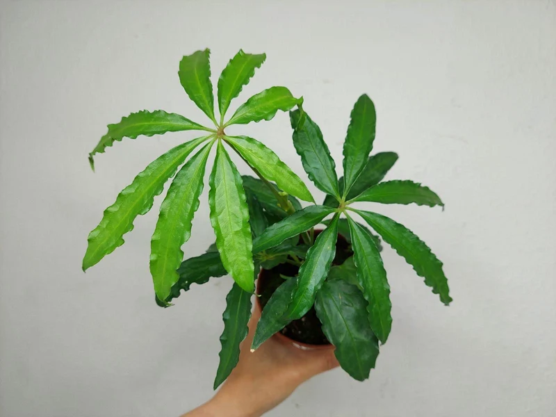 Anthurium Polyschistum