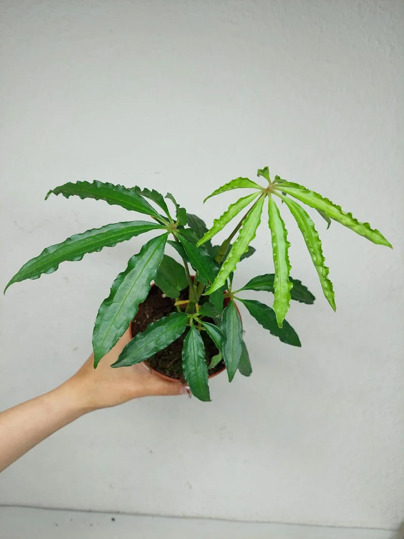 Anthurium Polyschistum