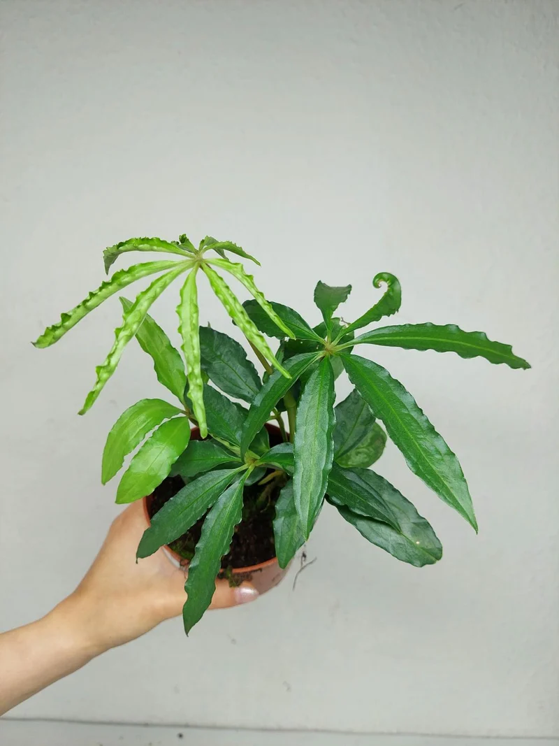 Anthurium Polyschistum