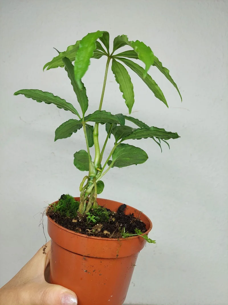 Anthurium Polyschistum