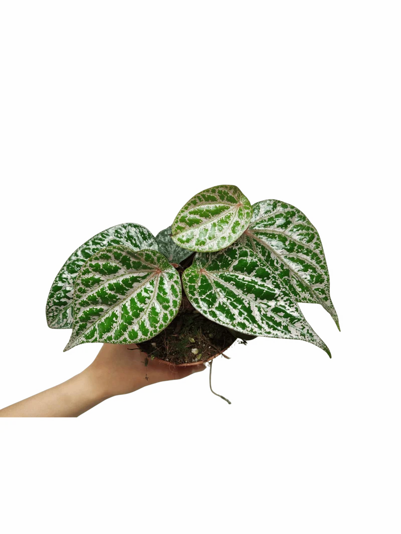Piper Ornatum
