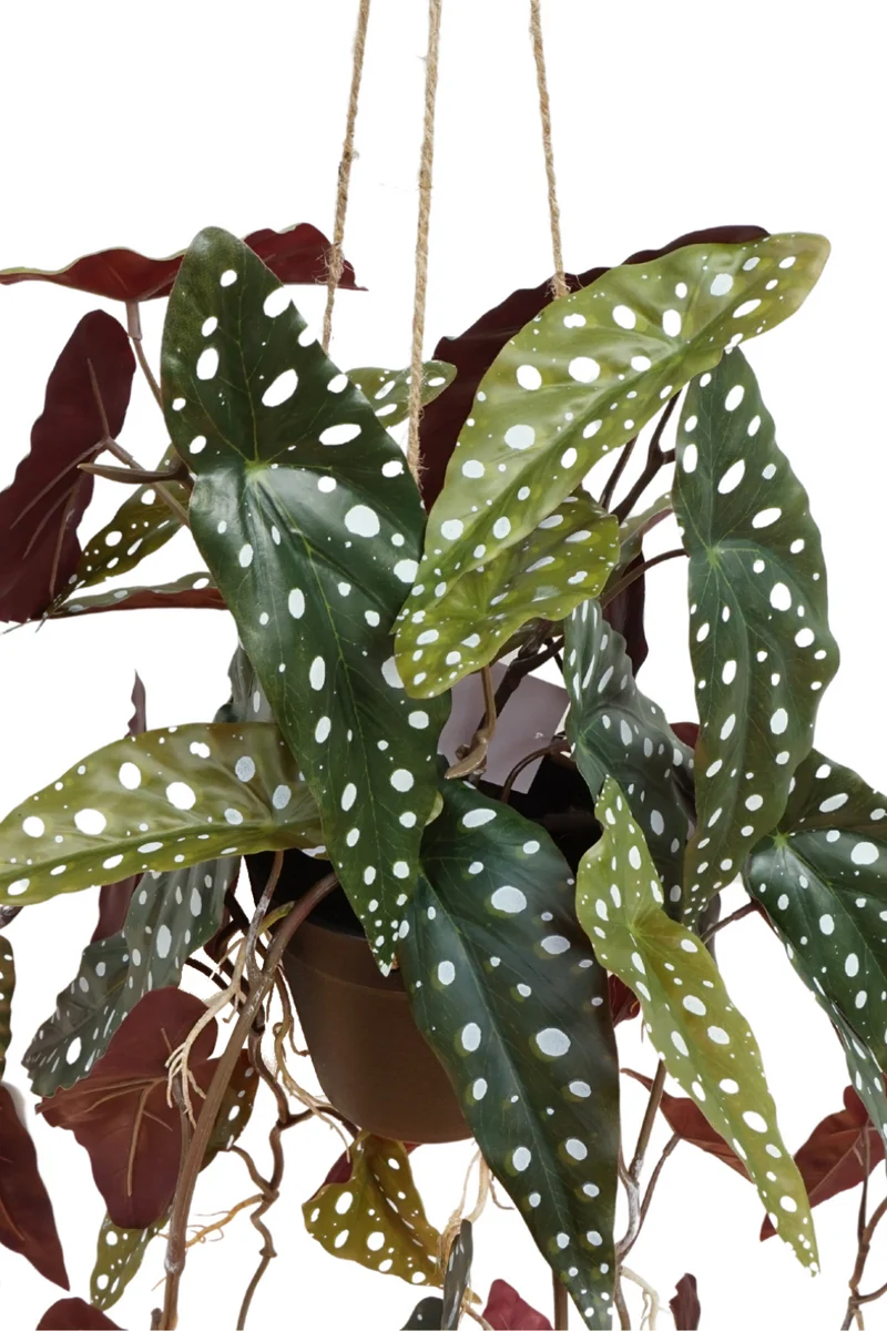 Begonia Maculata künstliche Hängepflanze 95cm
