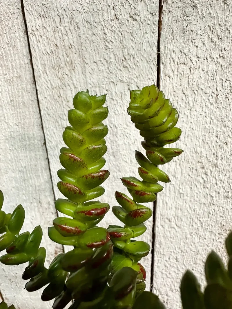 Künstliche Crassula - Hedi | 17 cm