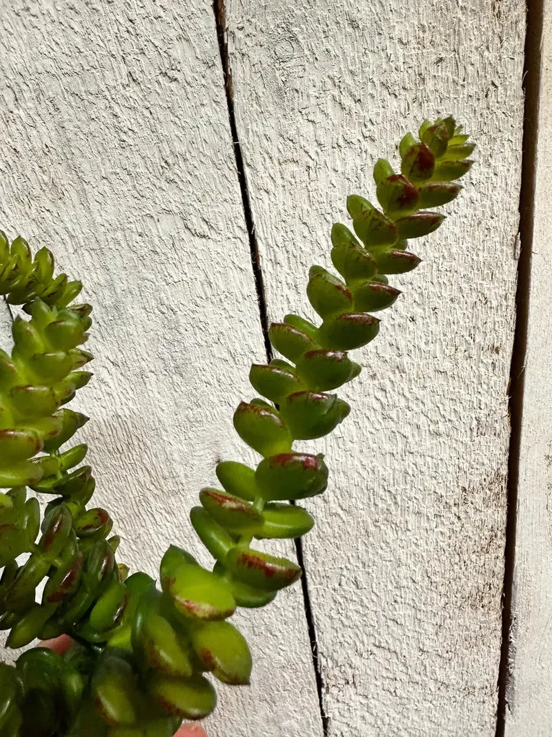 Künstliche Crassula - Hedi | 17 cm