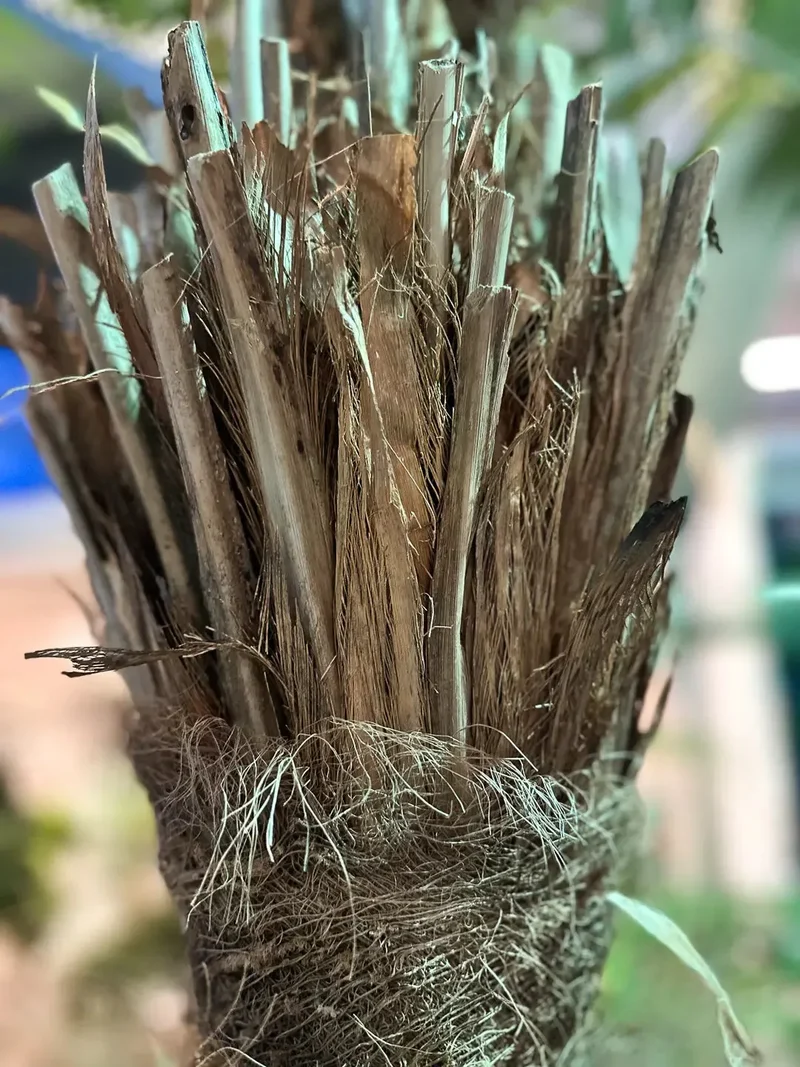 Künstliche Dattelpalme - Kian | 210 cm