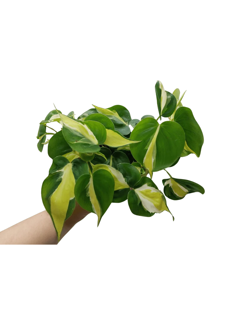 Philodendron Cream Splash