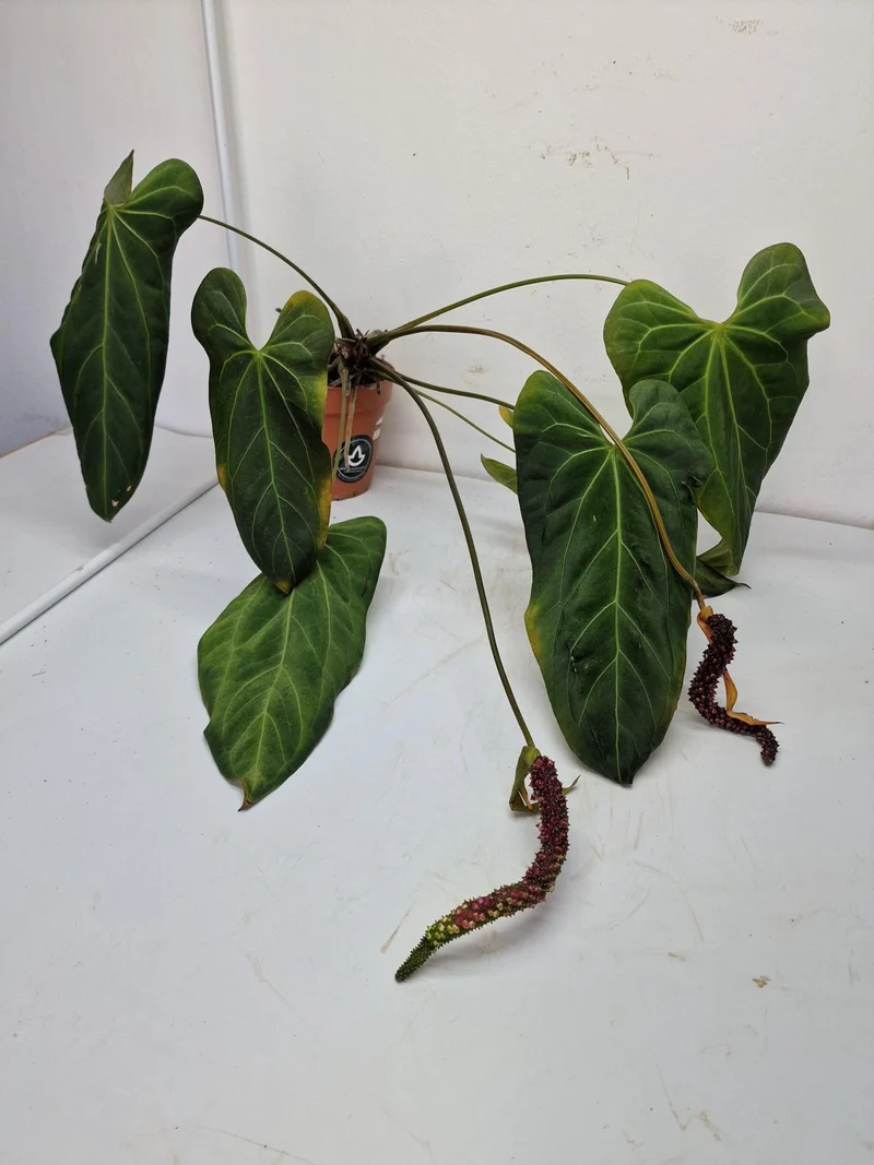 Anthurium Dark Mama x Crystallinum Seedling