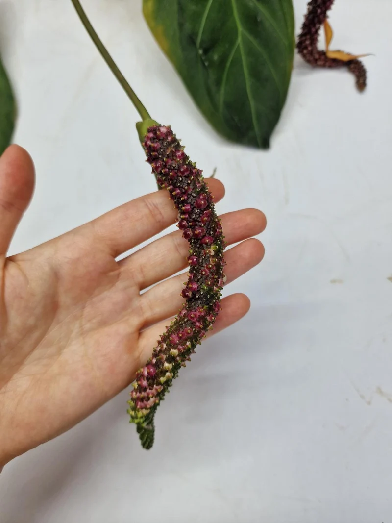 Anthurium Dark Mama x Crystallinum Seedling