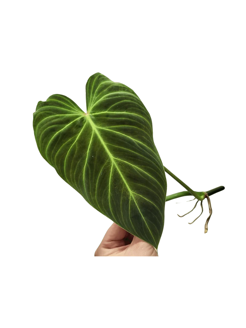 Philodendron Splendid Steckling