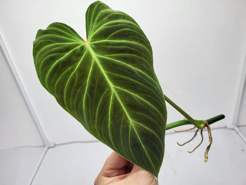 Philodendron Splendid Steckling